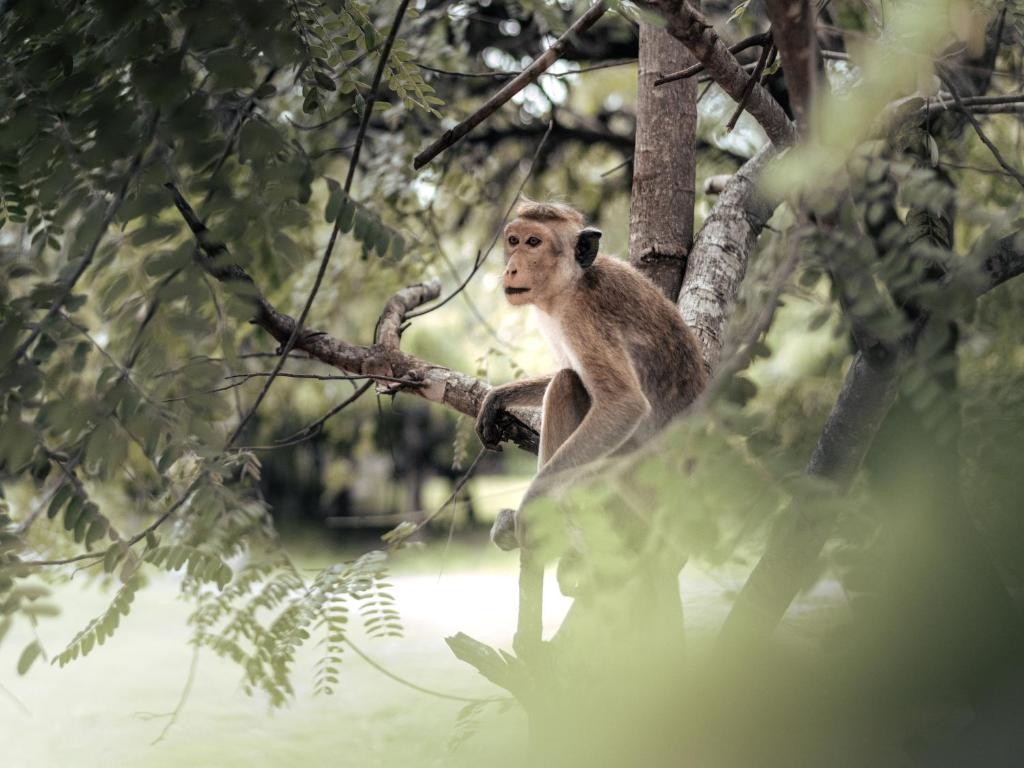 SUN SIYAM PASIKUDAH
