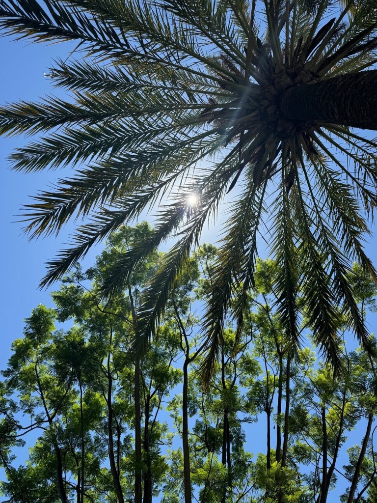 Tropicana