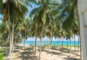 Turtle Bay Resort